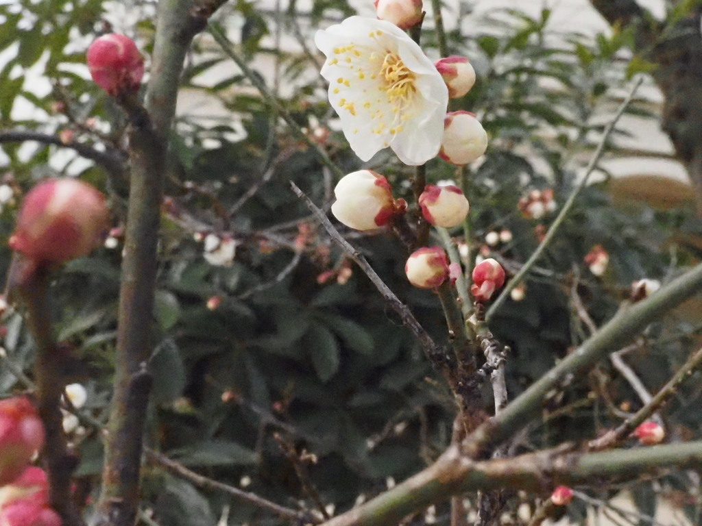 梅の花、咲き始めました。