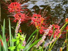 水辺のヒガンバナ