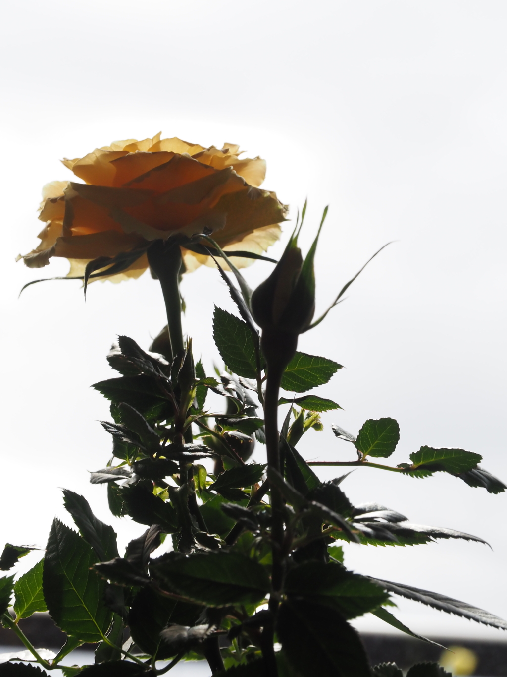 バラ；日を受けて