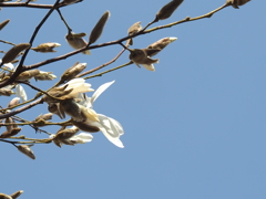 こぶしも開花