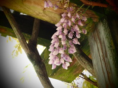 なごりの藤の花