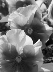 さあ、並んで！