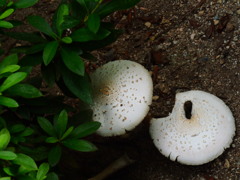 白い大きな茸
