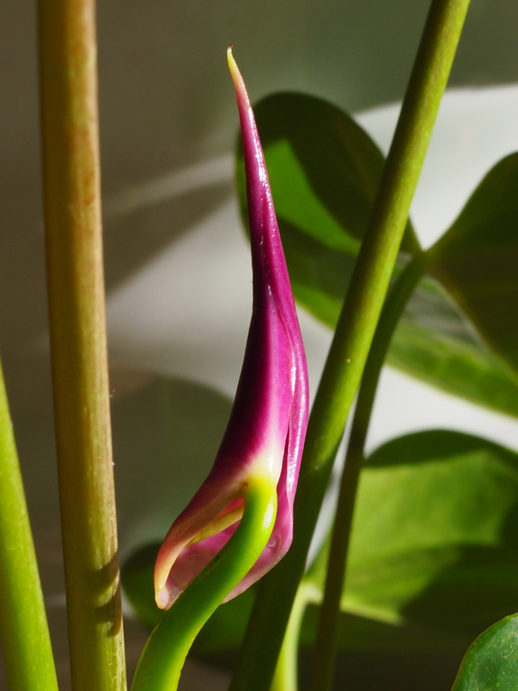 アンスリュームの花芽