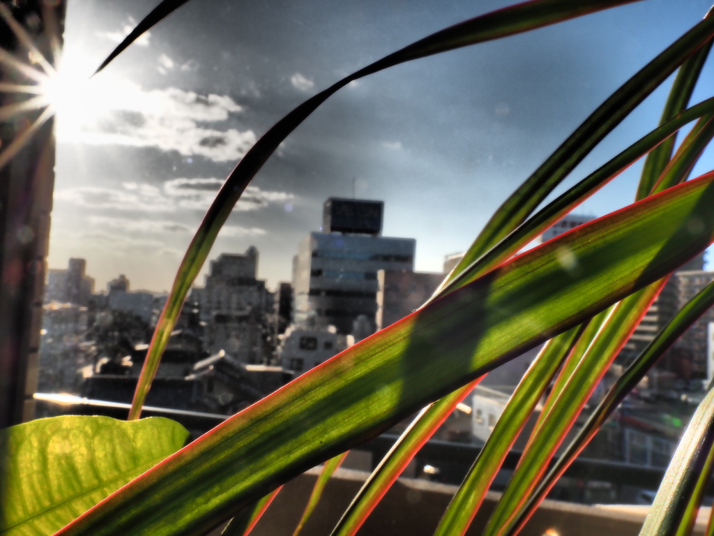 夕日