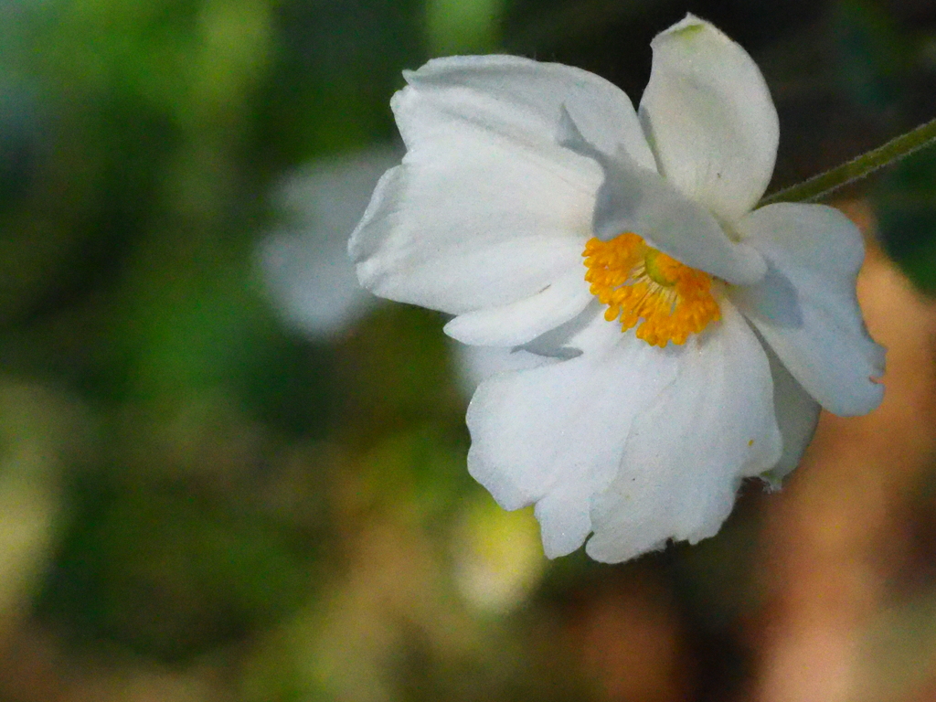 シュウメイギク