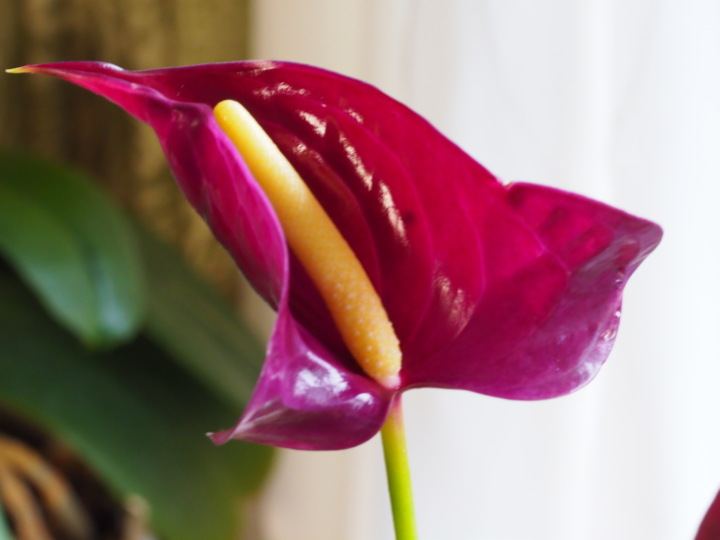 アンスリュームの新しい花が開きました。