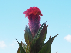 ケイトウの花:青空を背景に