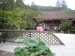 ハスの花