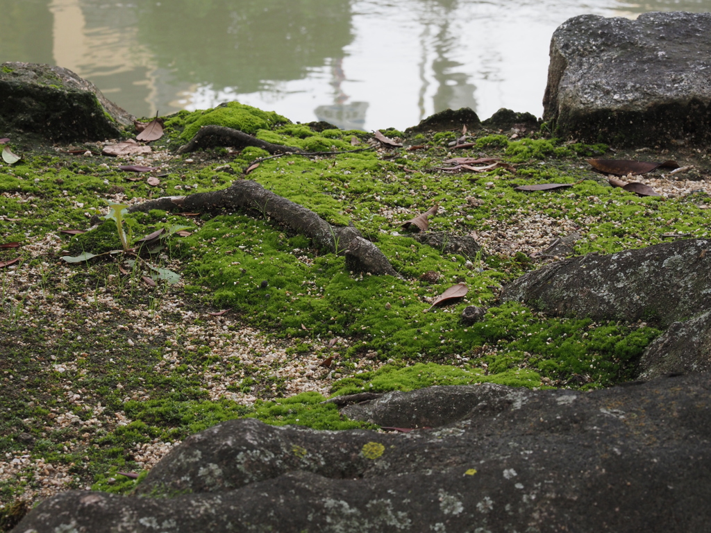 水路沿いの苔