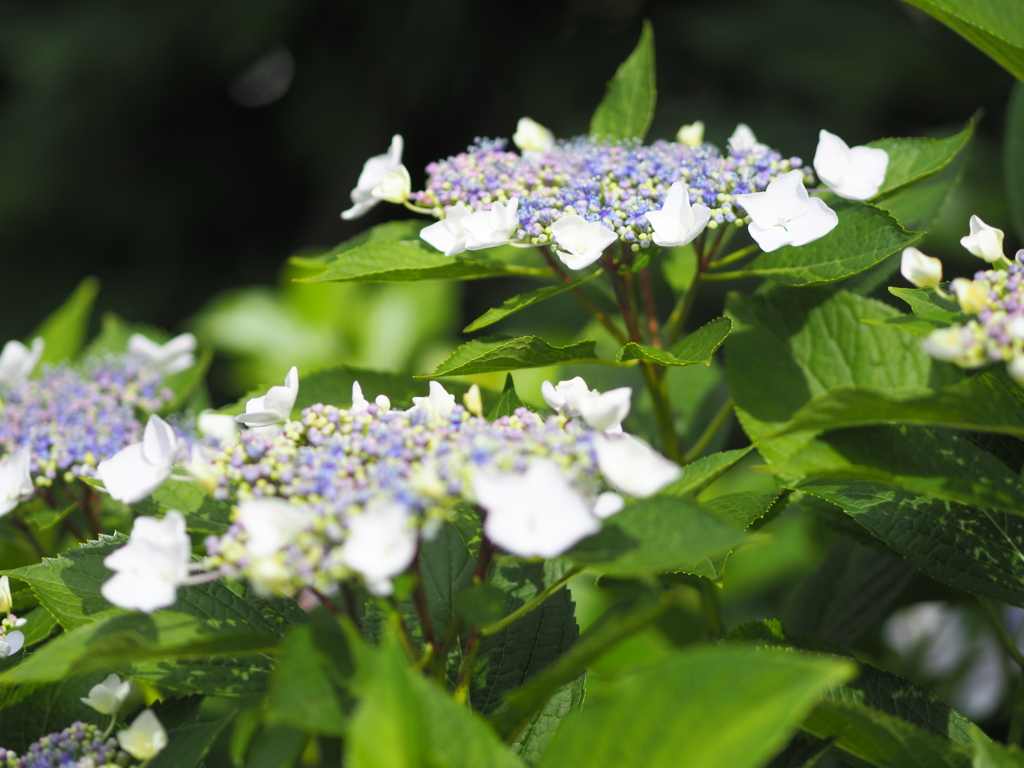 紫陽花１