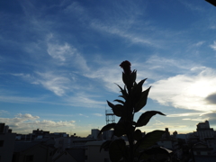 ケイトウの花；夕景に透かしてみました。