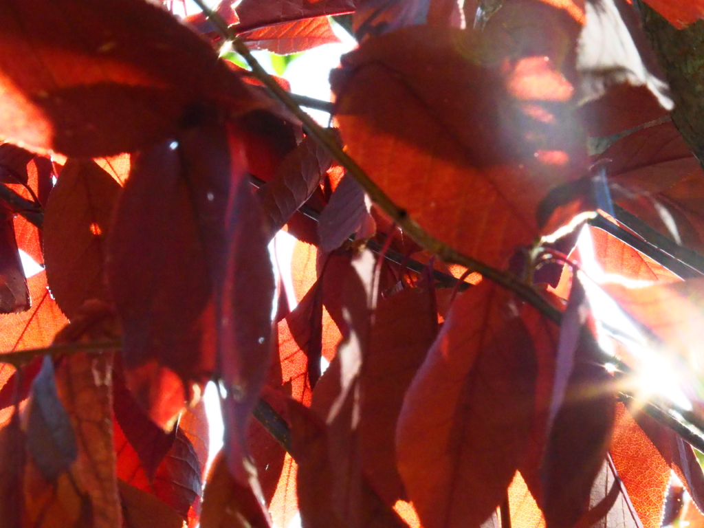 真っ赤に紅葉