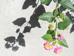 花と影