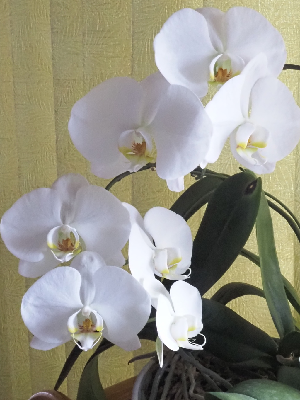 黄色いバックで