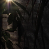 夕陽