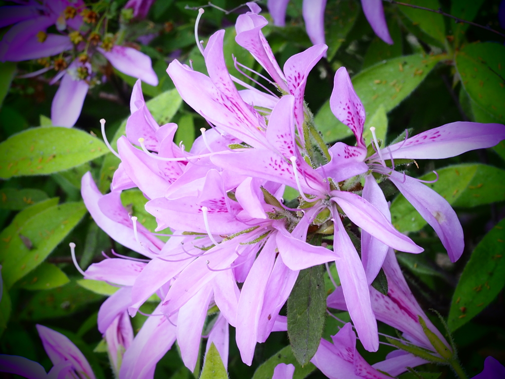 細身の花びら