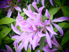 細身の花びら