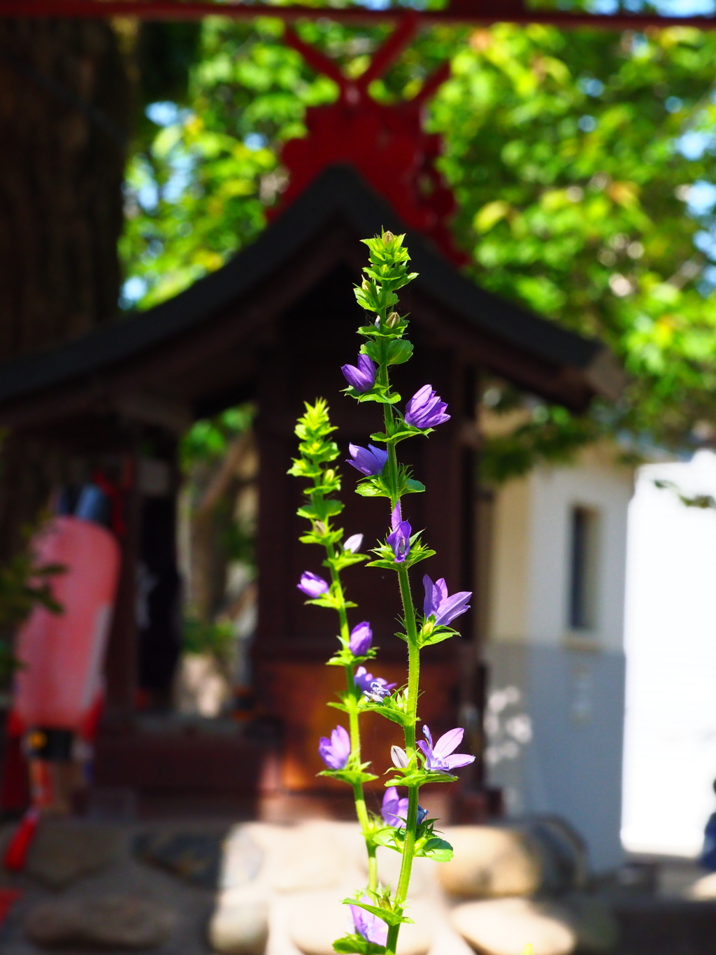 花とお稲荷さん