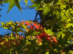 もみじ、ちょっと紅葉