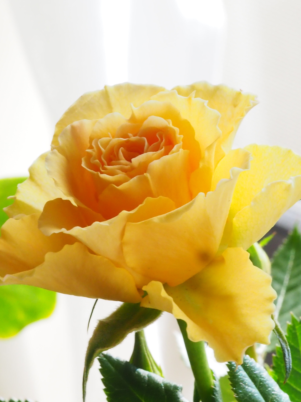 バラ一輪；明るく