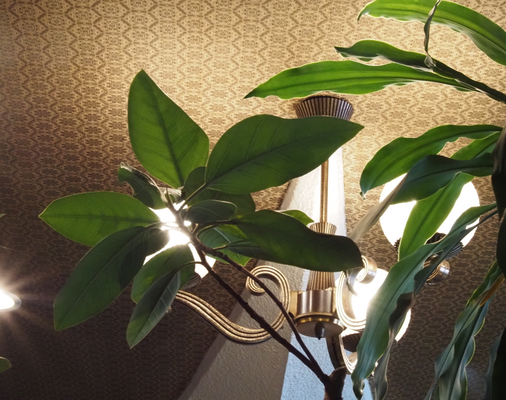 観葉植物