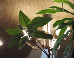 観葉植物