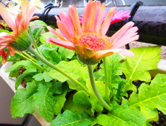 雨にぬれて（１）