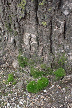 大木の根元の苔