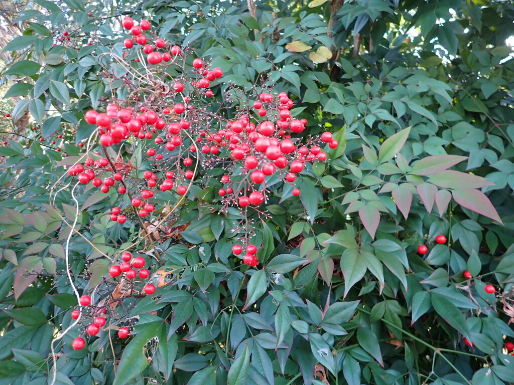南天の実、目立ちます。