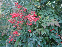 南天の実、目立ちます。