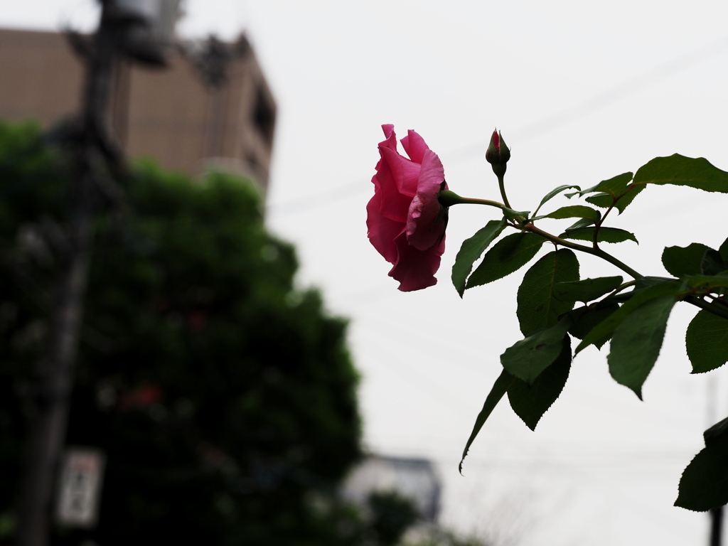 道に飛び出したバラの花