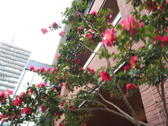 山茶花満開