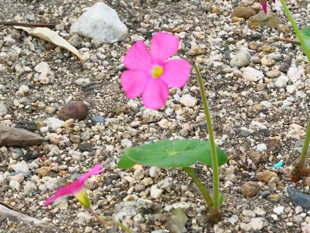 一輪、かわいく