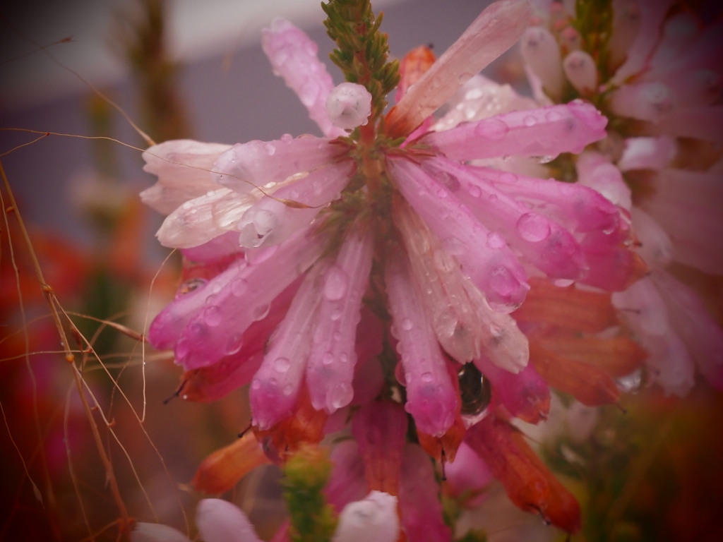 雨粒