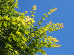 若モミジと青空