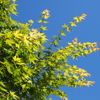 若モミジと青空