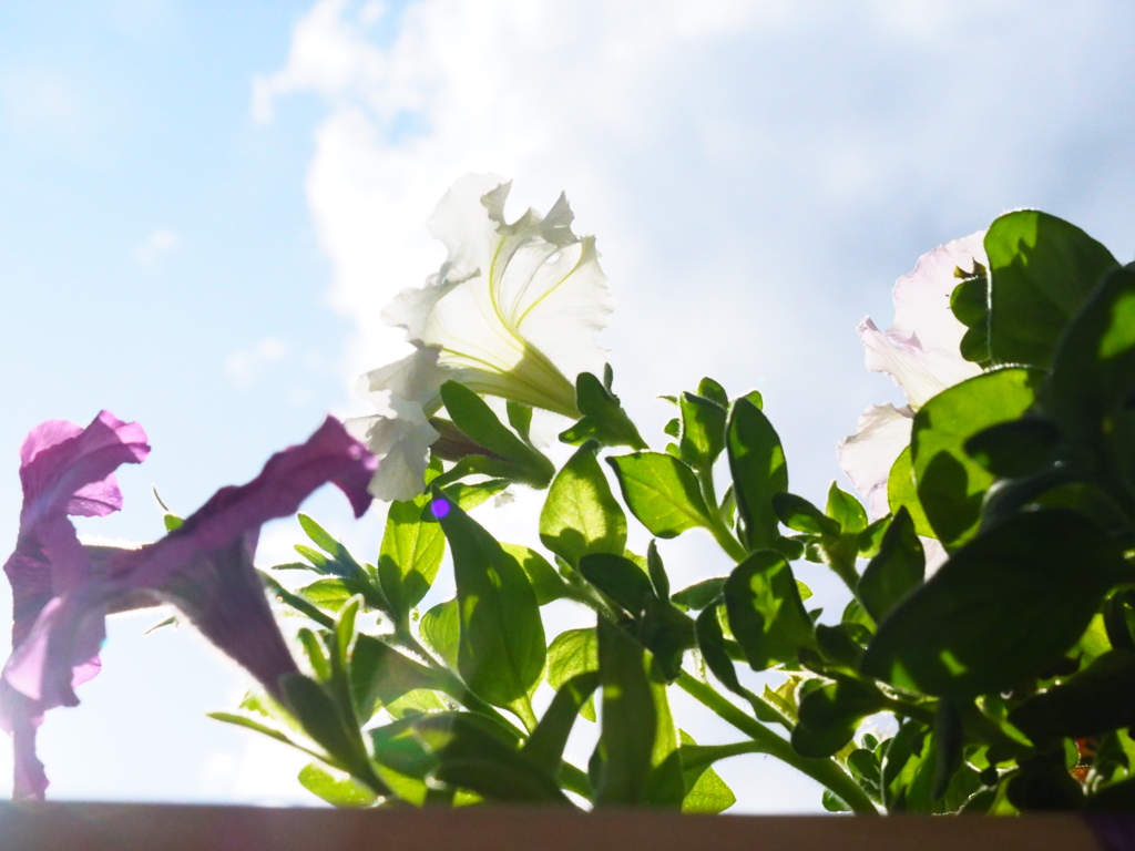 花と空:；ペチュニア