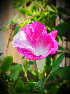 きれいな色の朝顔