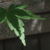 影　１