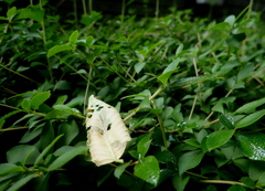 新芽に落ち葉