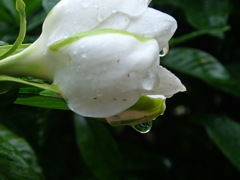 今日は雨；しずく