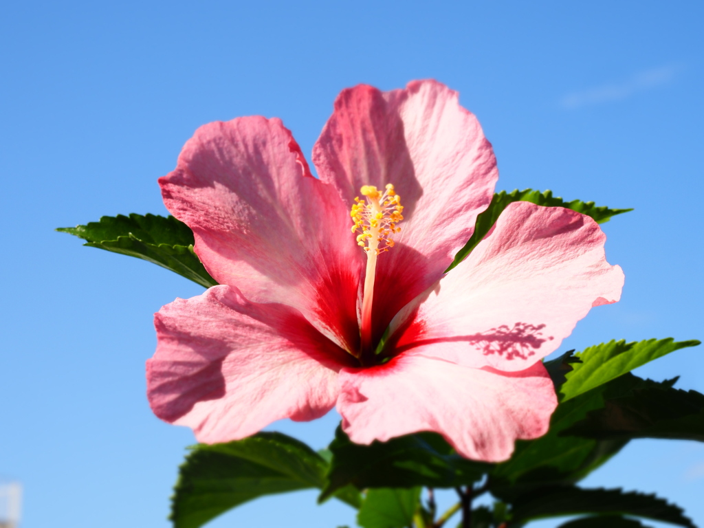 季節外れハイビスカス　３