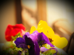 にぎやかにパンジー