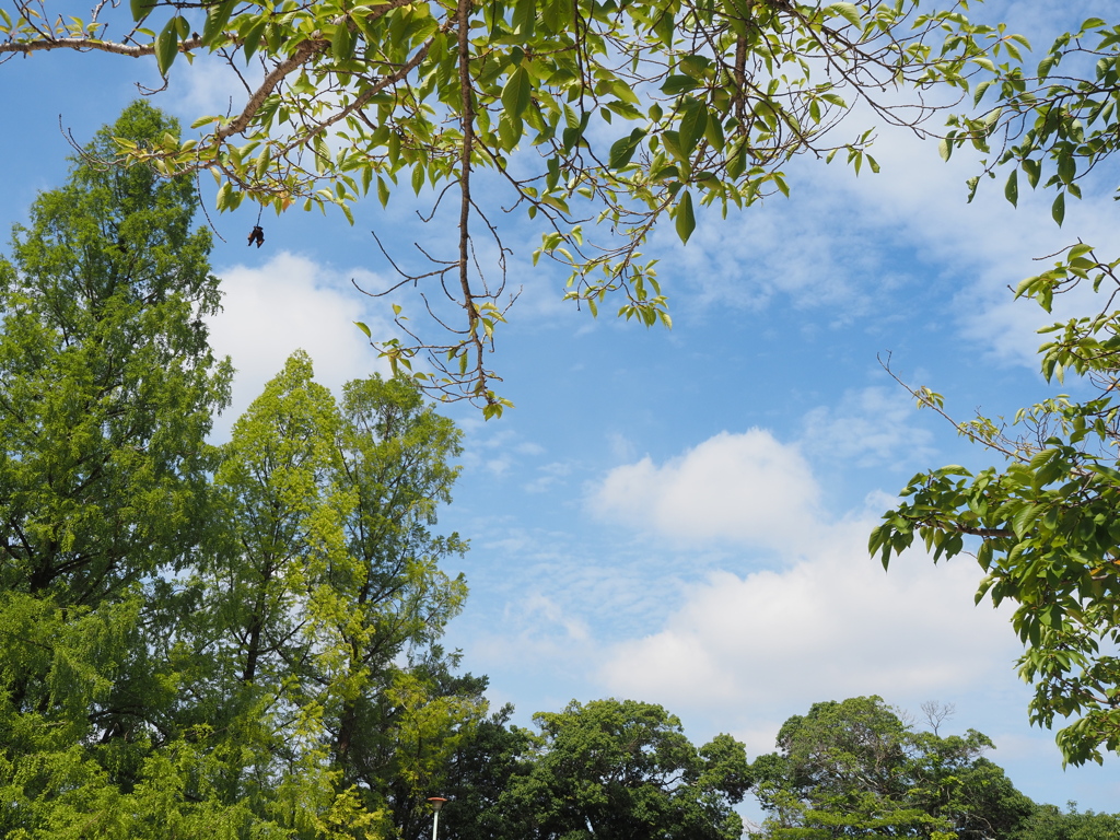 森と空