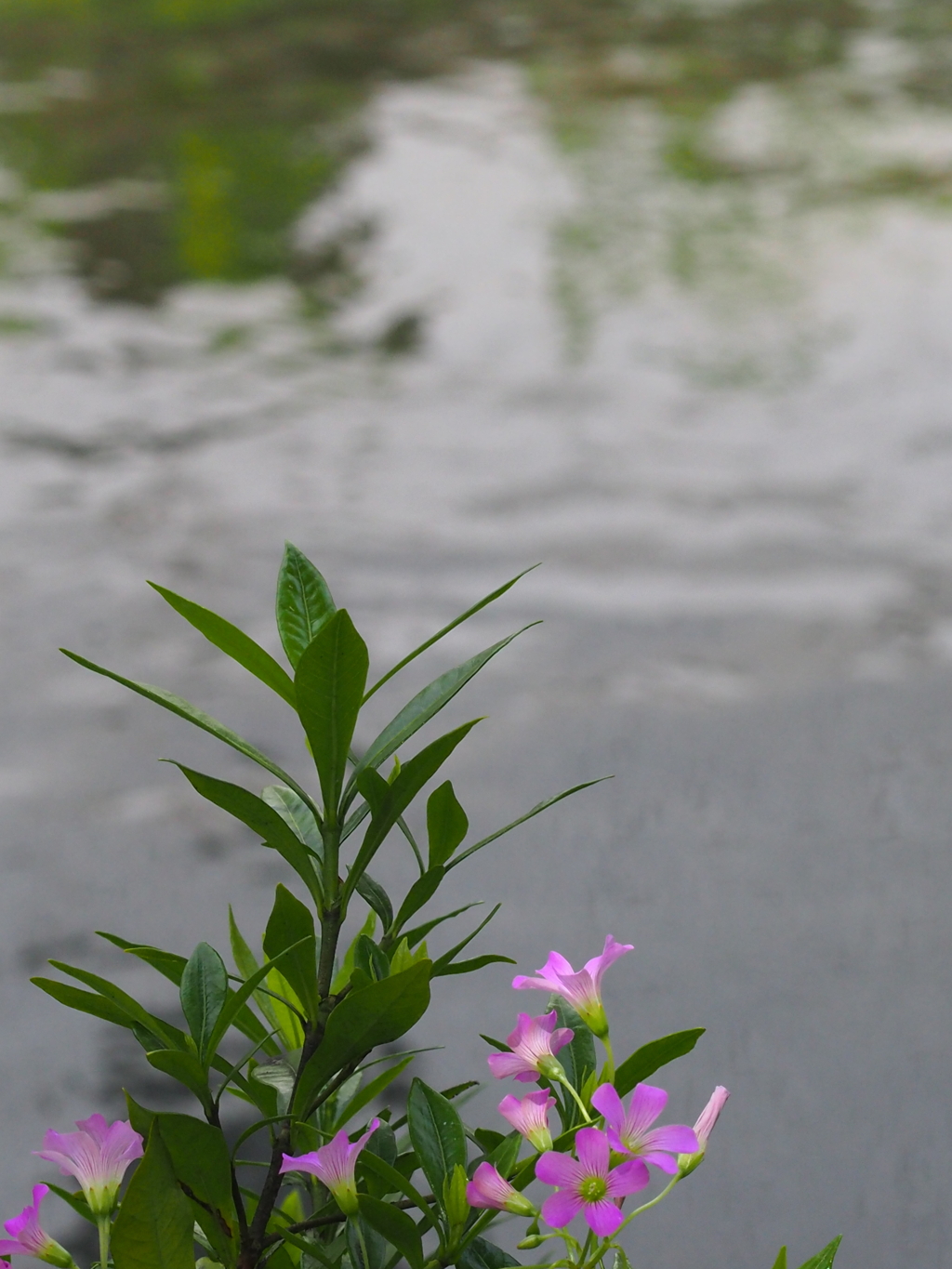 水辺で