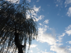 今朝の青空