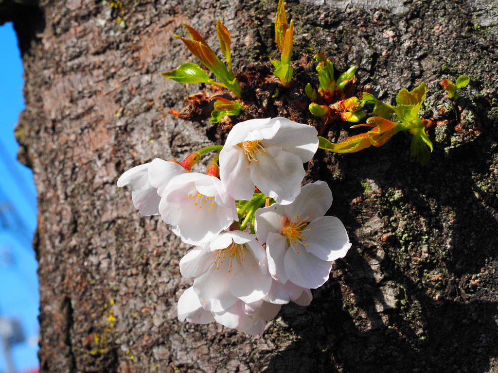 幹に咲く桜