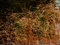 実をつけています