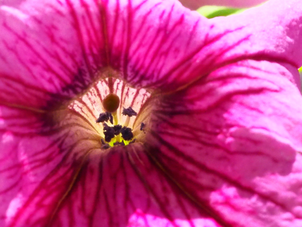 花の芯